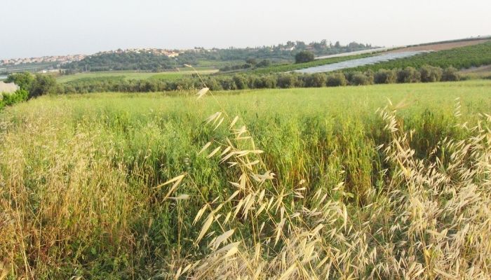 תצפית המחצבה בנימינה